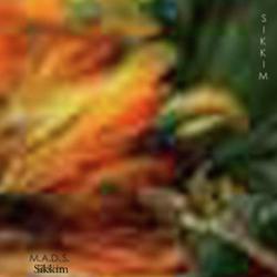 madsrecords profile photo