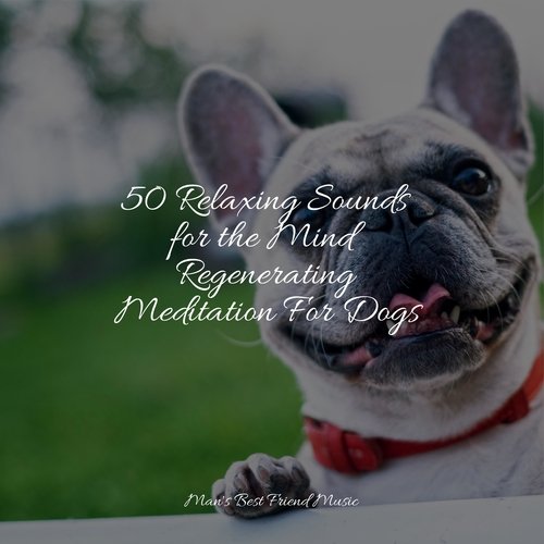 50 Relaxing Sounds for the Mind Regenerating Meditation For Dogs