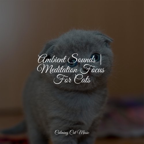 Ambient Sounds | Meditation Focus For Cats_poster_image