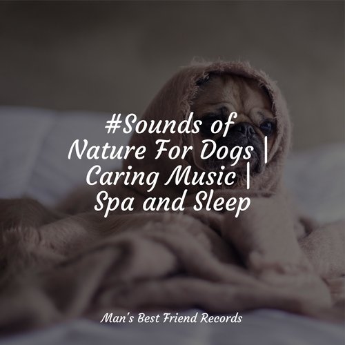 Complete Stress Relief Collection For Dogs