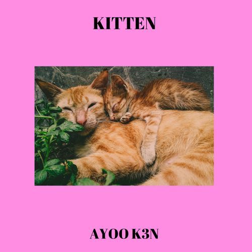 Kitten cover art