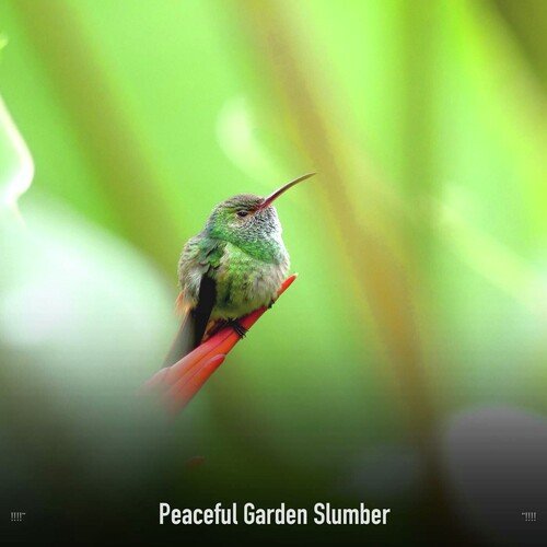 Ambient Nature Sounds cover art