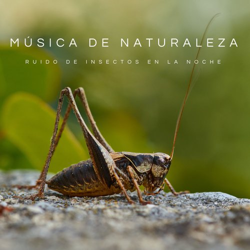 Sonidos De Naturaleza Para Dormir cover art