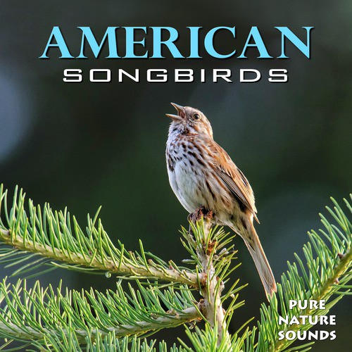 Songbirds of the South