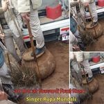 चरो सोना को निकल्यायों निवाई सिदडा