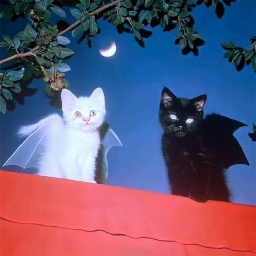 Freak Show (Slowed)