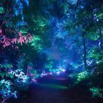 Dancing Lights