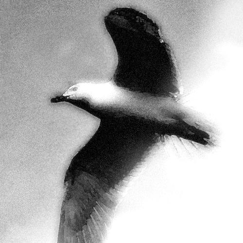 Seagall