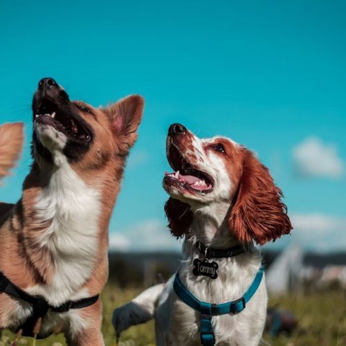 Dog Playtime: Lofi Music for Happy Pup Adventures_poster_image