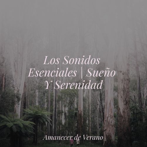 Los Sonidos Esenciales | Sueño Y Serenidad