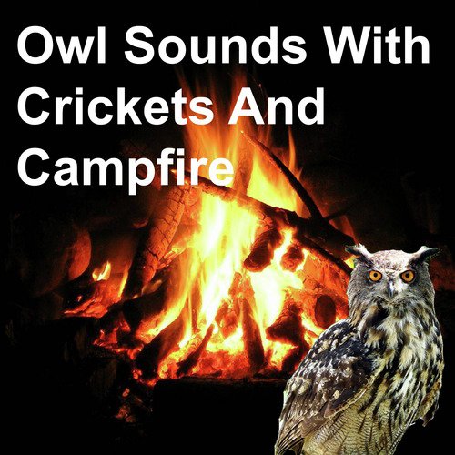 Owl Sounds with Crickets and Campfire_poster_image