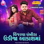 Pinjarva Pankhida Udija Aakash Ma