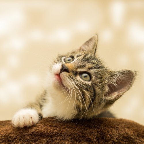 Cat music cover art