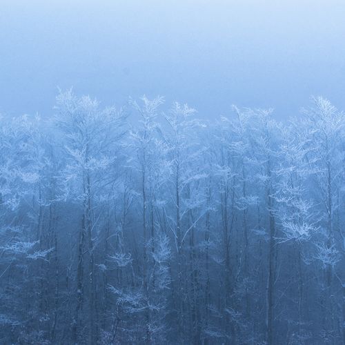 Trees cover art