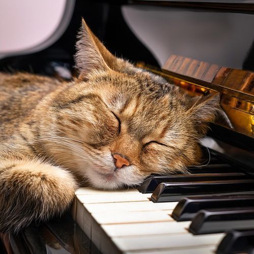 Flujo Felino: Música De Hip Hop Para Gatos