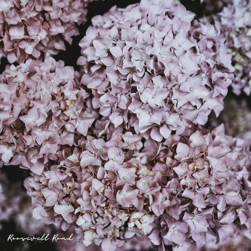 Roosevelt Road cover art