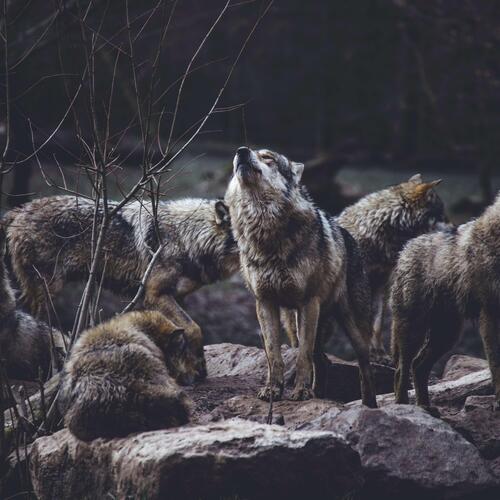 wolves