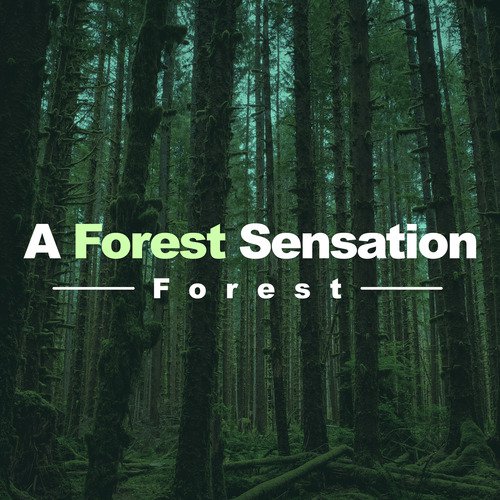 A Forest Sensation