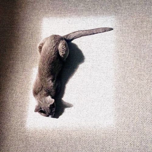 Boots & Cats cover art