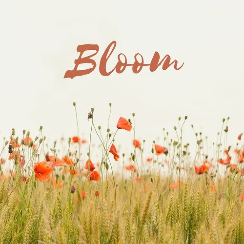 Bloom