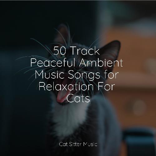 50 Track Peaceful Ambient Music Songs for Relaxation For Cats_poster_image