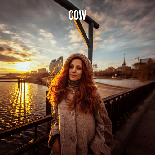 Cow