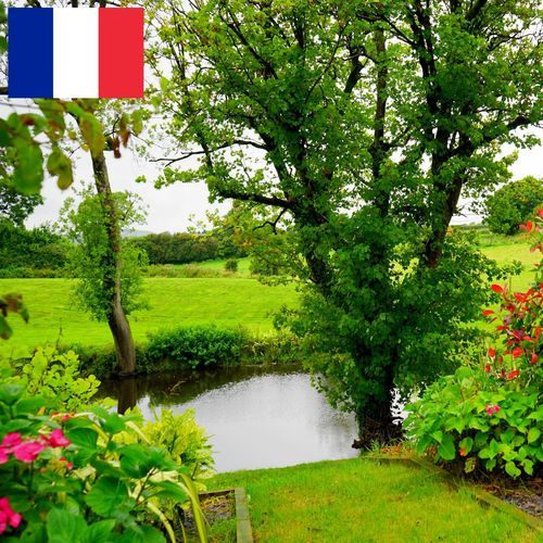 Large Rivière dans un Jardin Paisible