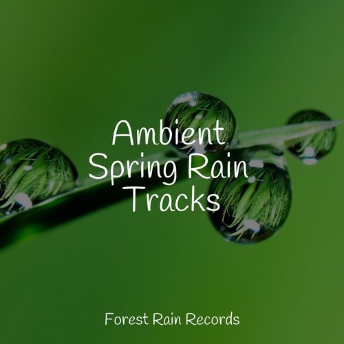Ambient Spring Rain Tracks