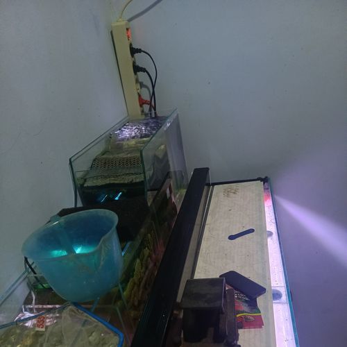 Belalang kekek