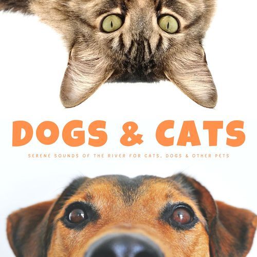 Dogs & Cats: Serene Sounds Of The River For Cats, Dogs & Other Pets_poster_image