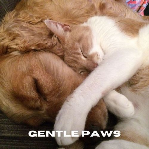 Gentle Paws_poster_image