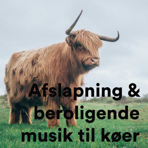 Gorgeous Sleep for Guinea Pigs