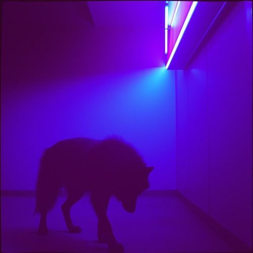 HULLABALOO cover art