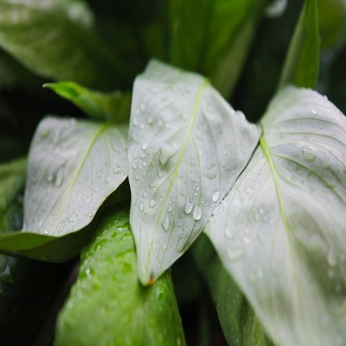 Pluie Endormie au-dessus de la Terre