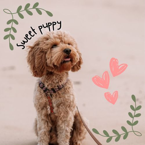 Sweet Puppy