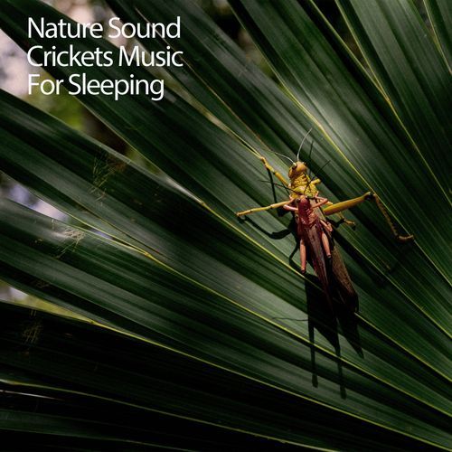 Nature Sound Crickets Music For Sleeping_poster_image