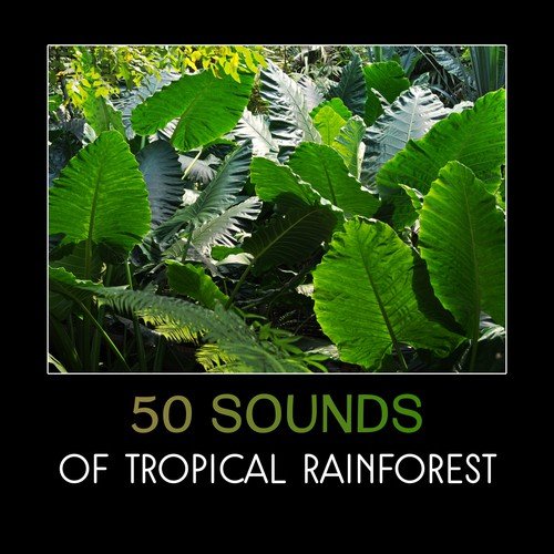 Sounds of Tropical Rainforest
