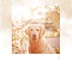 Vibrations Lucides du Chill Out du Vent