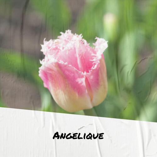 Angelique