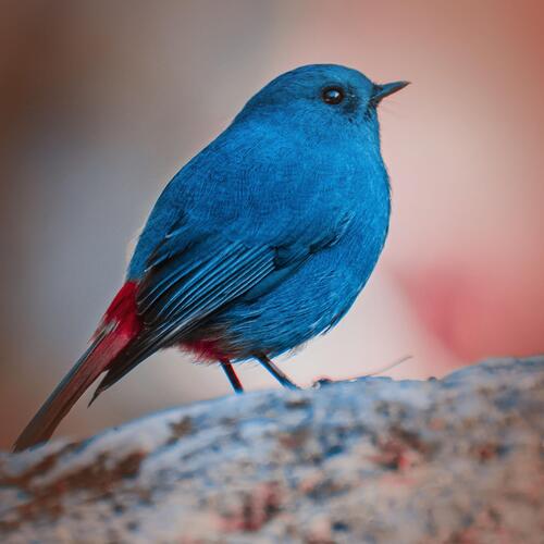 Calming Bird Sounds to help you Sleep and Meditate