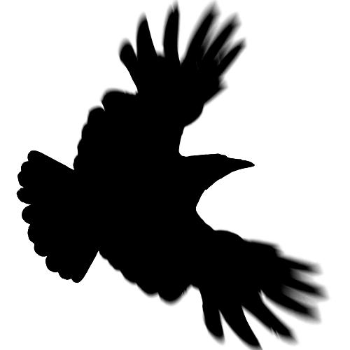 Crows cover art