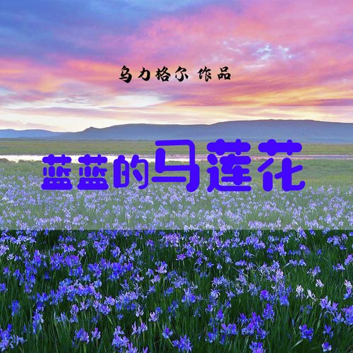 藍藍的馬蓮花