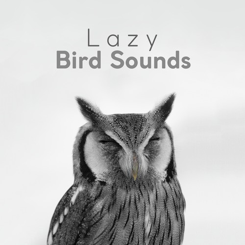 Lazy Bird Sounds