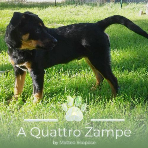 A Quattro Zampe cover art