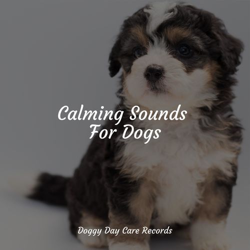 Calming Sounds For Dogs