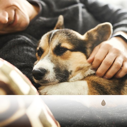 Sons Inoubliables de la Terre de la Nature Apaisante