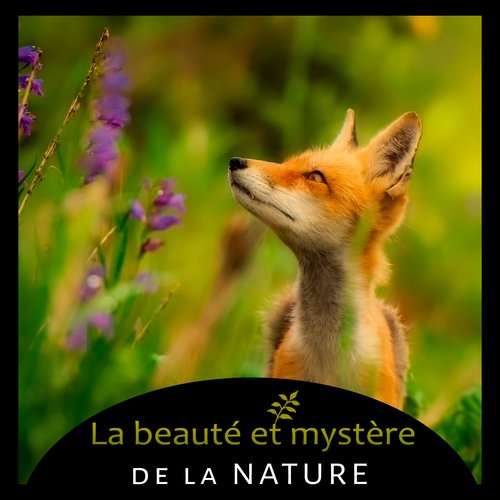 La beauté et mystère de la nature - Oiseaux forestier, Cascade de nature exotique, L'ocean calme, Pluie tropicale_poster_image