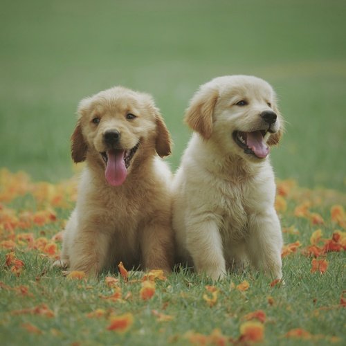 Sleepy Dogs cover art