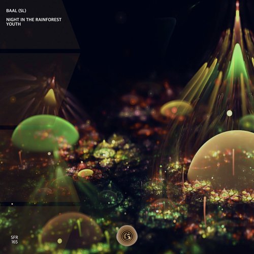 Night in the Rainforest