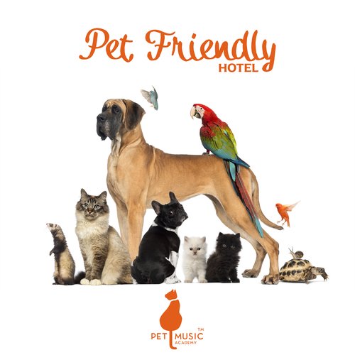 Pet Friendly Hotel: Lounge Instrumental Music for Pets_poster_image